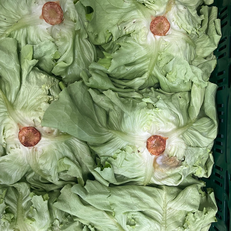 Kropsla - BE prijs/stuk