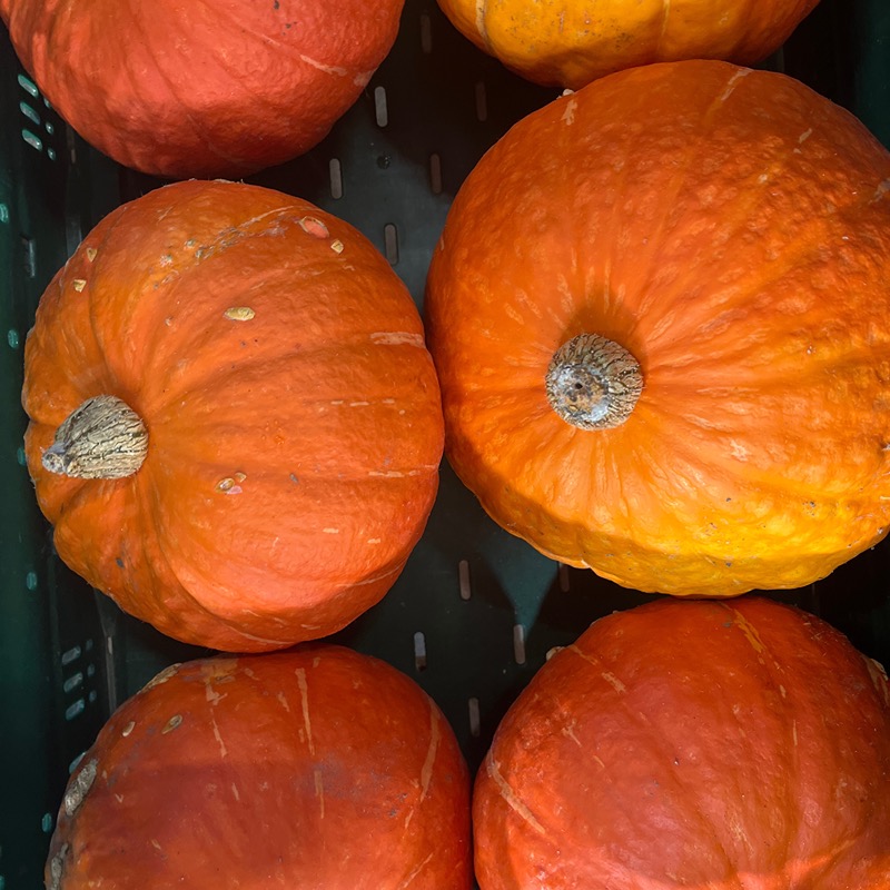 Pompoen - Jarno Claeys BE (per kilo)