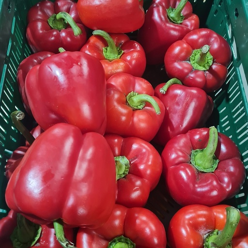 Paprika rood (EcoVeg - BE)