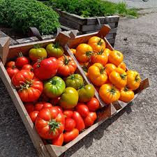 Trostomaat - Ecoveg BE Prijs per kilo (kopie)