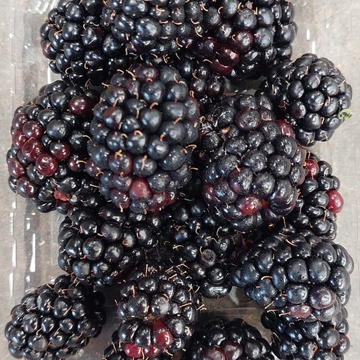 Braam 125gr - Philip Vermeulen