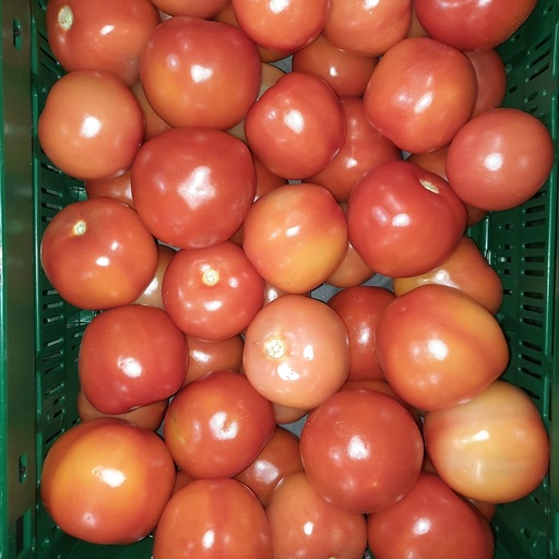 Tomaat/Tomaten los rood Roma - Ecoveg BE (per kilo)