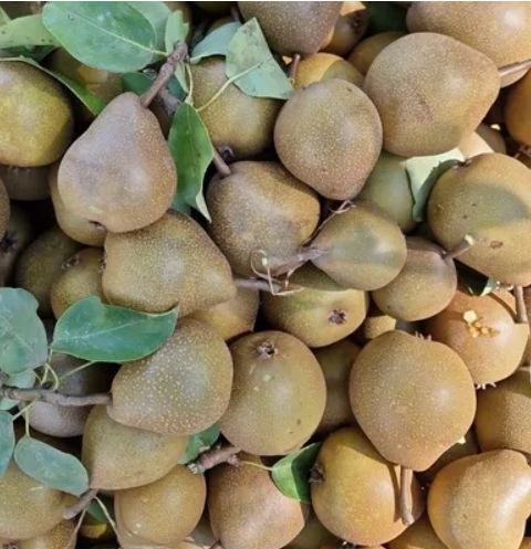 Peer Nashi - Vossenveld BE (per kilo)